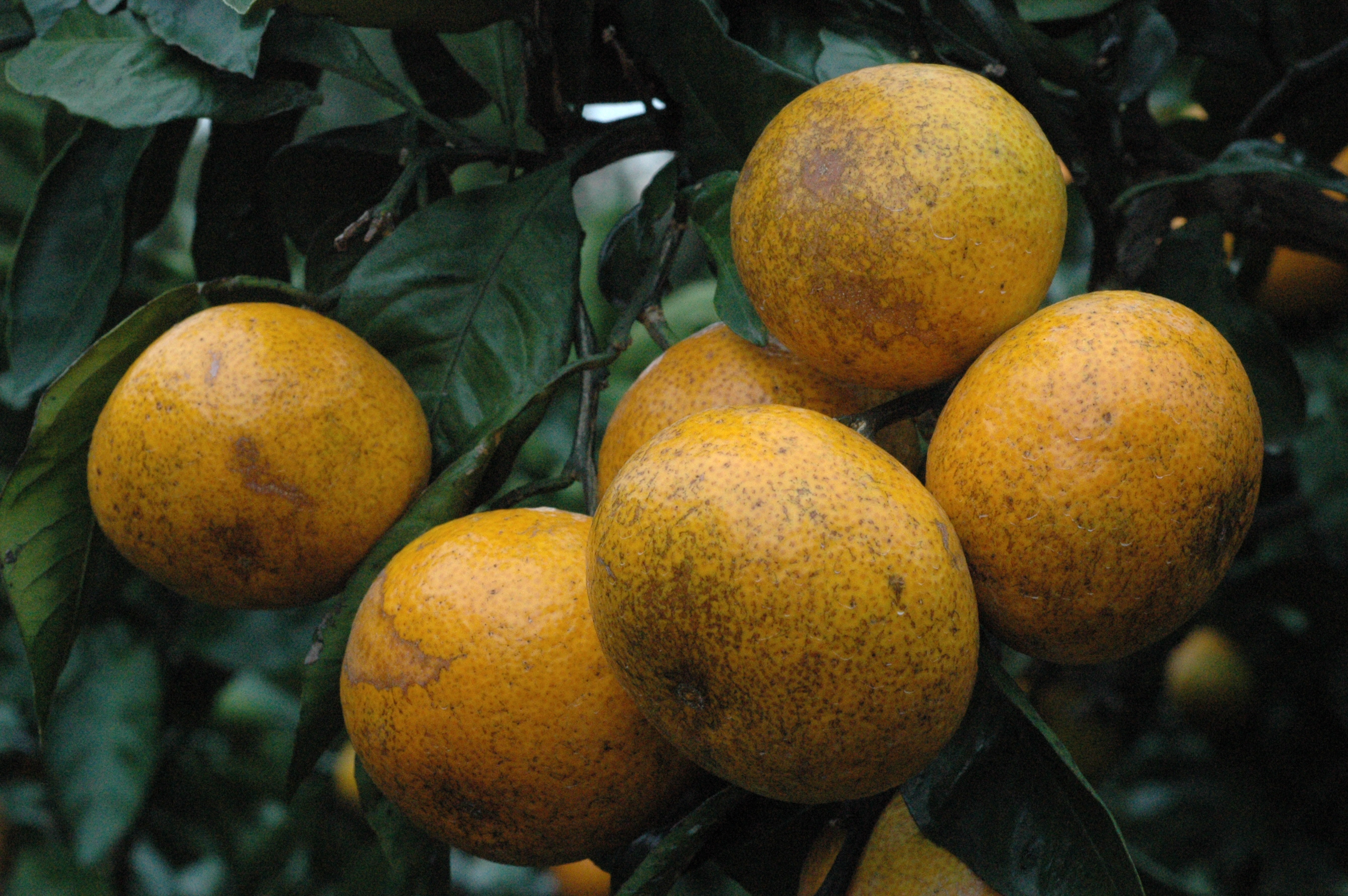 [답변]감귤열매 피해